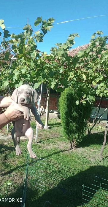 Ваймаранер мъжки !