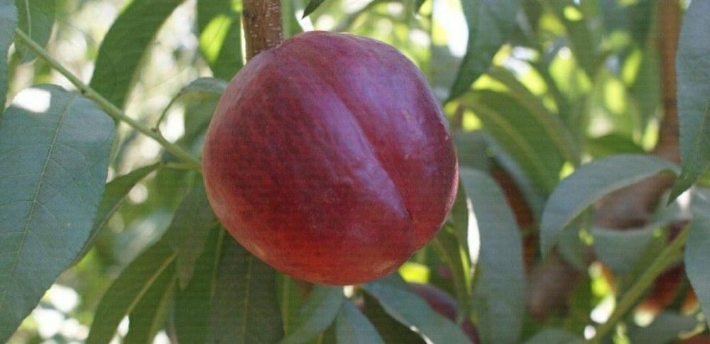 Nectarin (Soiul Venus )