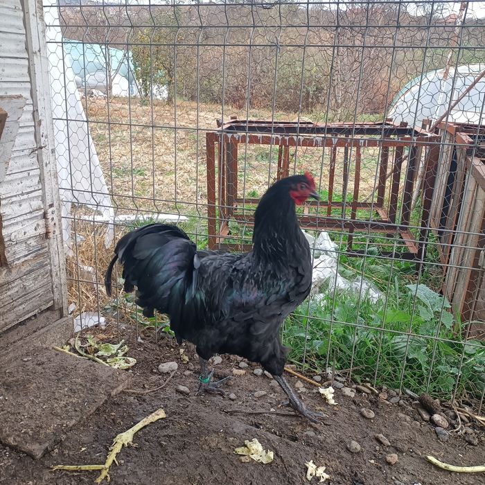 Cocos Australorp