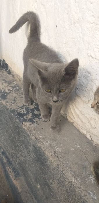 Отдам котят даром