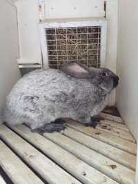 Продам кроликов порода Серебристый