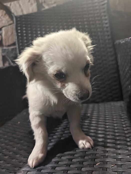 Кученце чихуахуа