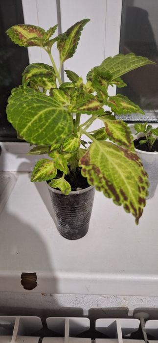 Колеус. отростки