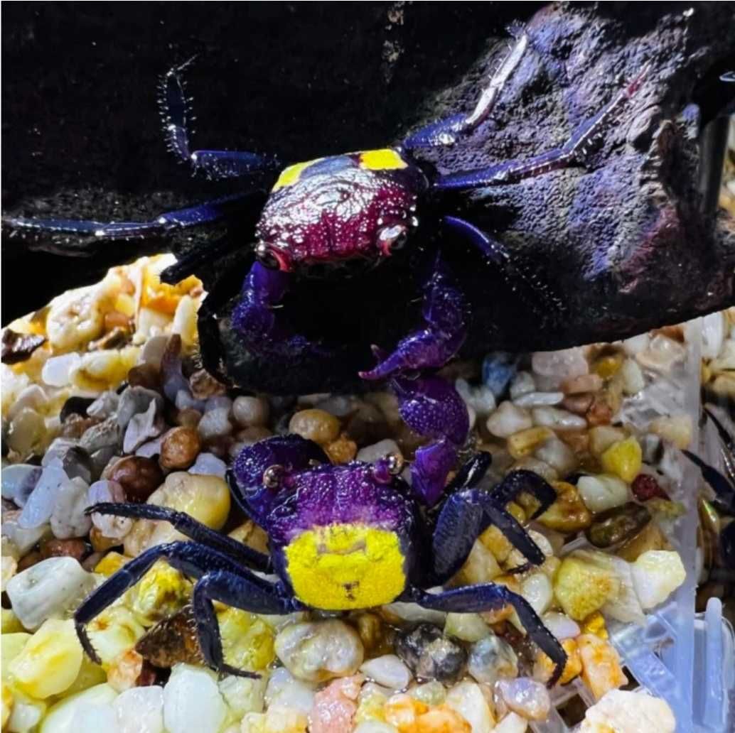 Vampire crab purple si red