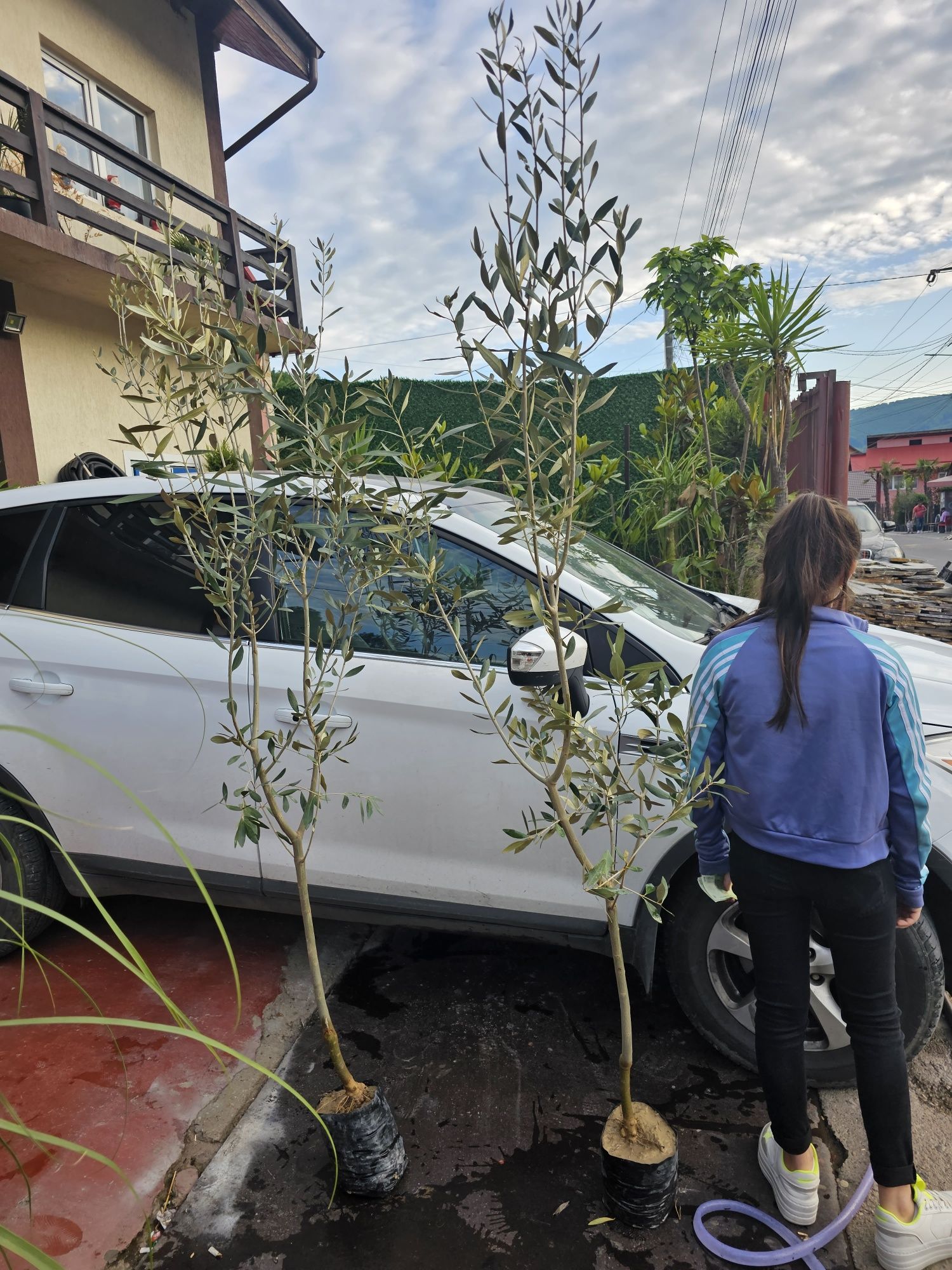 Măslini    iuca  plante ornamentale