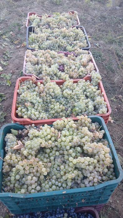 Vând  struguri de vin
