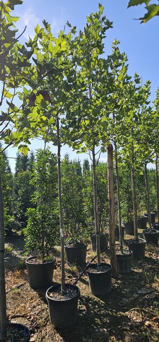 Platan- Tei de floare - Catalpa globulara- Mesteacan