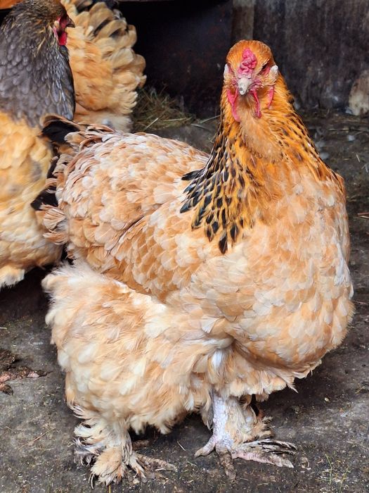 Familie Brahma Columbia