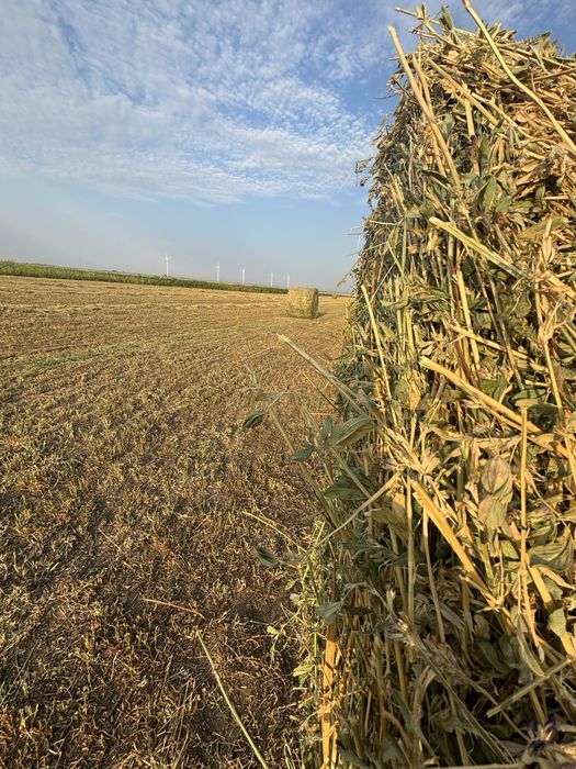 Baloti lucerna rotunzi xxl