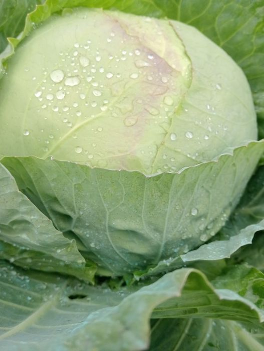 Vând Varză de Buzău