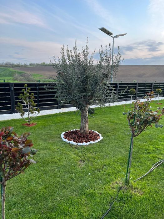 Vând chiparos leylandi stilul conic ornamental