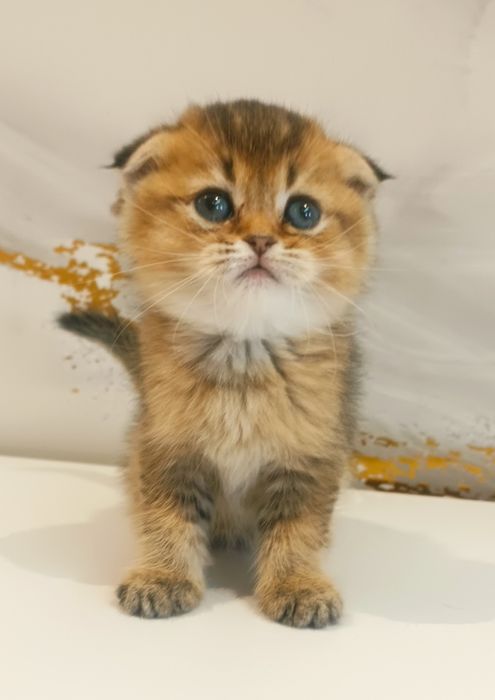 Золотая шиншилла котята