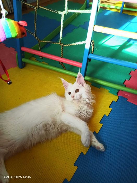 Продавам сладко котенце Мейн Куун