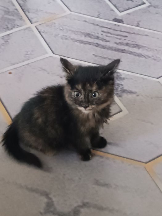 Котенок девочка бесплатно