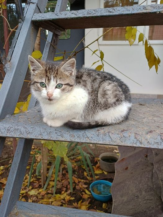 Donez pisica pui de 3 luni este băiat