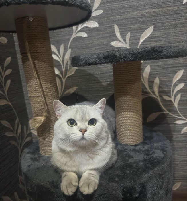 Вязка британский кот Серебристая шиншила