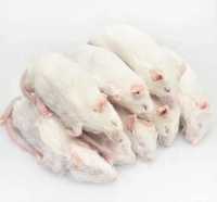 Мыши кормовые (замороженные) от 500 тг. в "Живом Мире" на Толе би