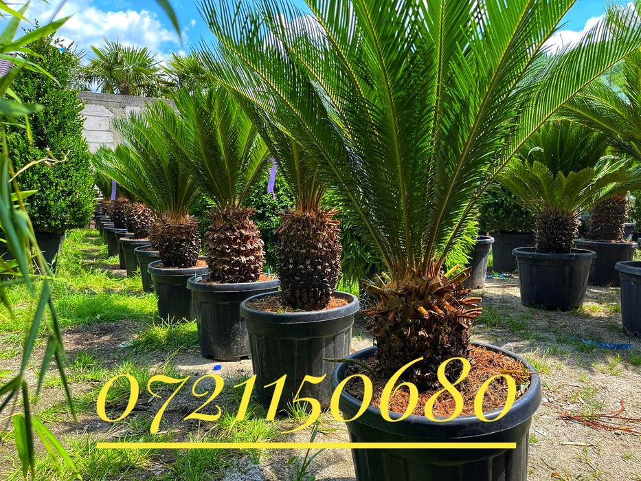 Maslini, palmieri, leandrii, tuia, platani, buxus, spirala, pon pon