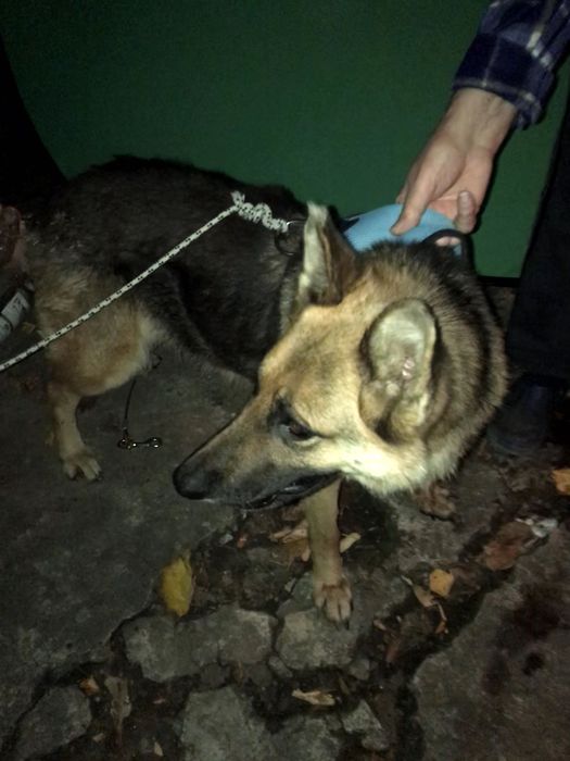 Намерена изгубена немска овчарка без нашийник