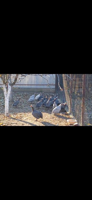 Vând Bibilici 2 femele  și un mascul