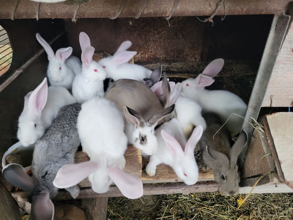 Vand iepuri de aprox. 2 luni