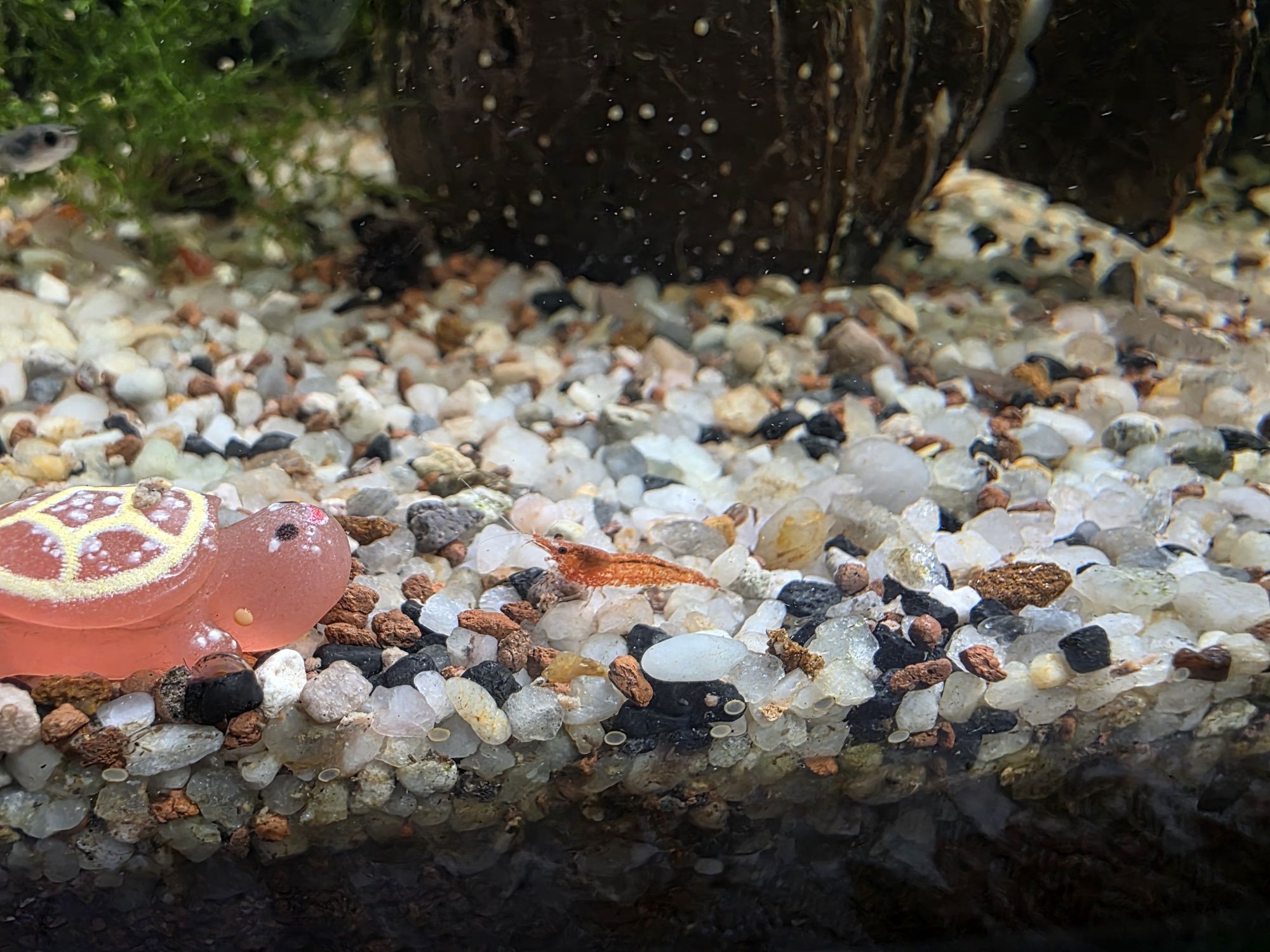Pui Creveti Acvariu Red Sakura