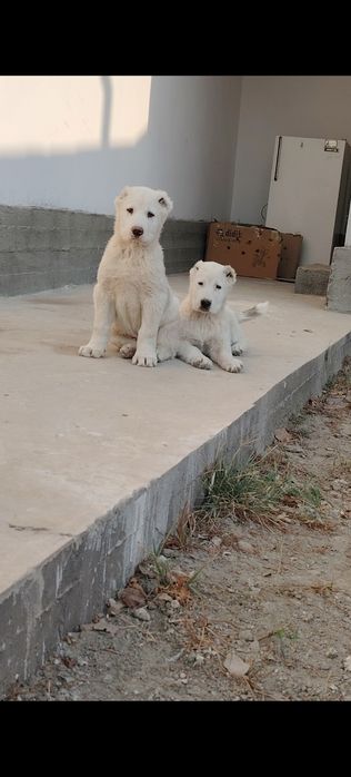 Toza qon alabay beliy medved