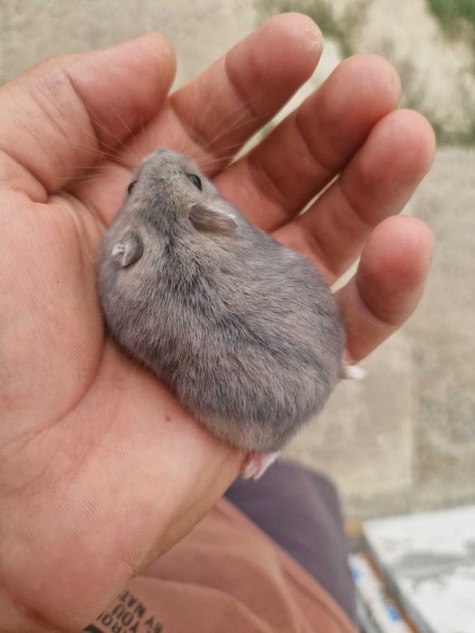 Dau hamsteri spre adoptie