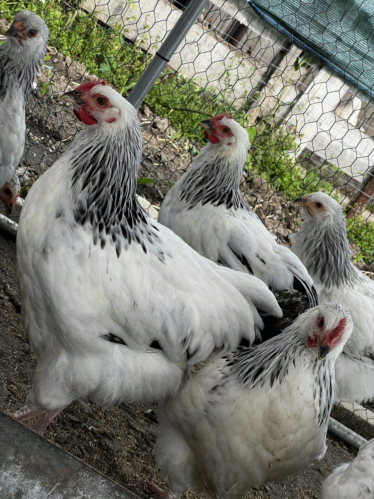Pui brahma si sussex
