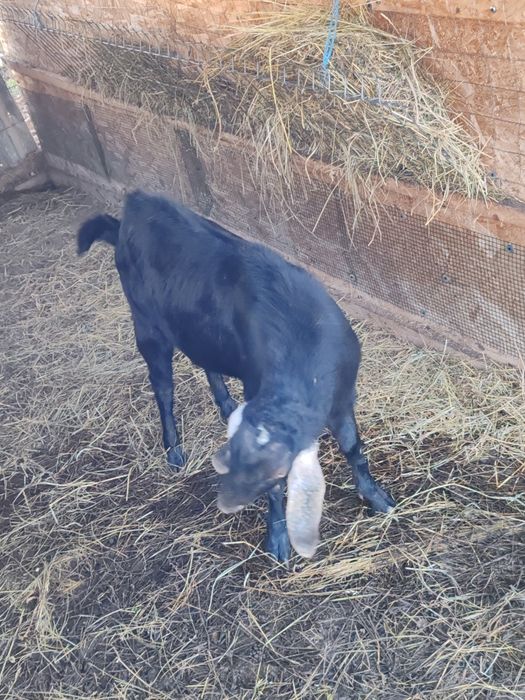 Vând țap anglo-nubian