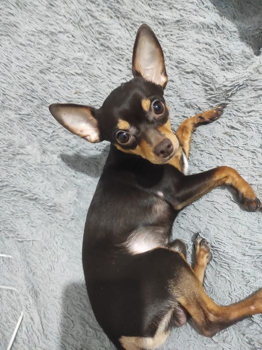 Вязка тойтерьер 5000