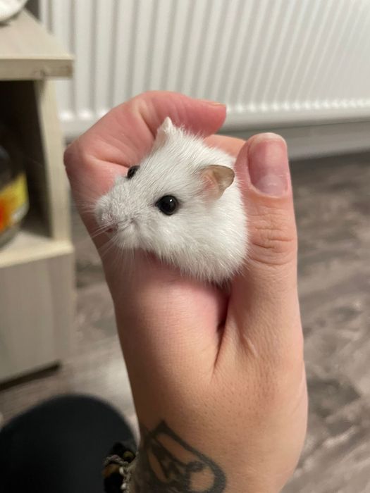 Donez 2 hamsterii