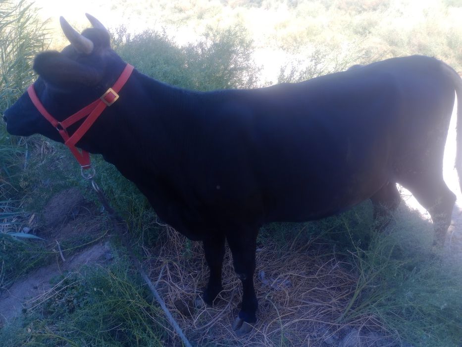 G'unojin 8 oylik bug'o'z 1chi qorin