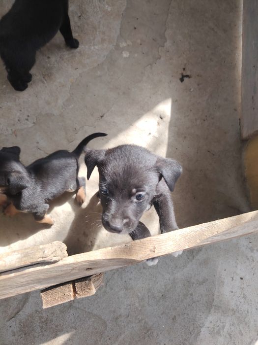 Adopție căței talie mica