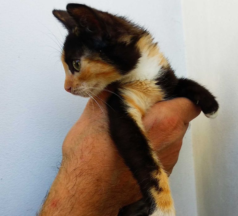 Подарявам малко шарено котенце