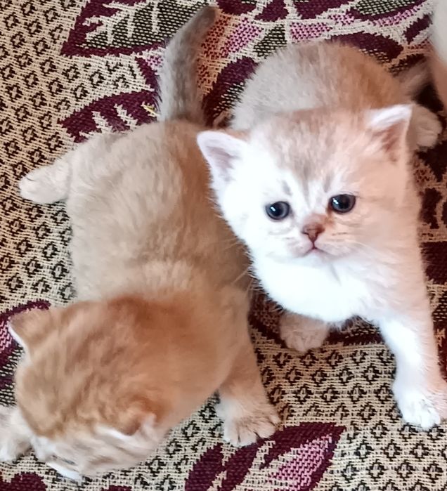 Шотландские котята с окрасом золотая шиншилла