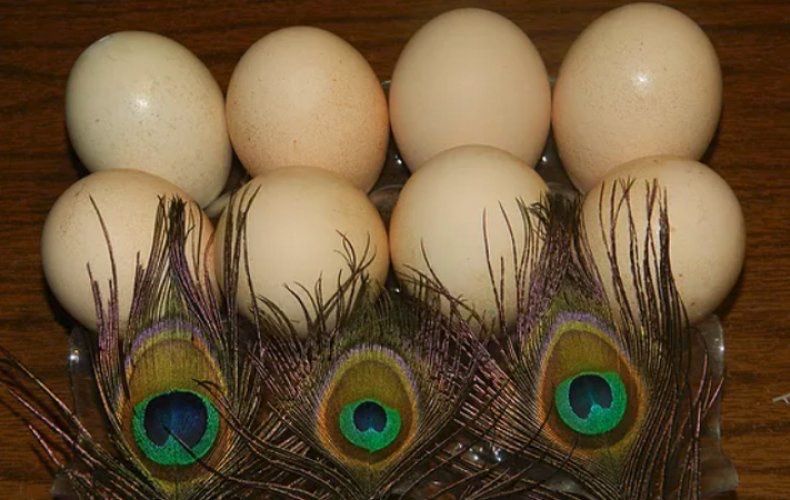 Продаются Яйцо Павлина свежие