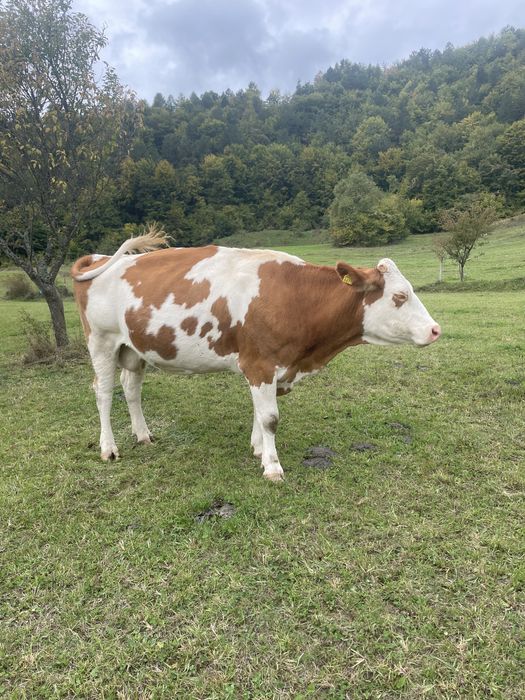 Vând 3 vaci bune de lapte