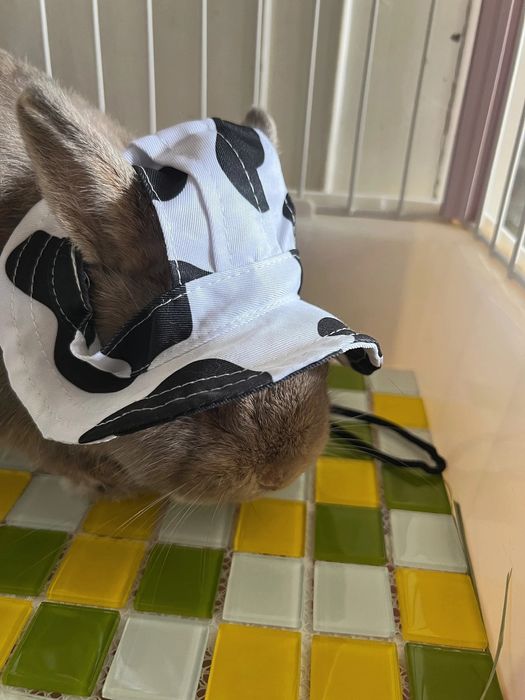 Sovg‘a topolmayapsizmi?