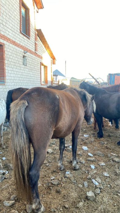 Бие байтал жылкы лощадь тай согым айгыр