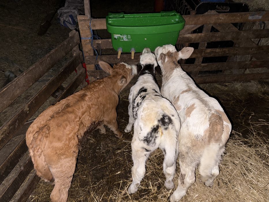 De vanzare vitei sugari