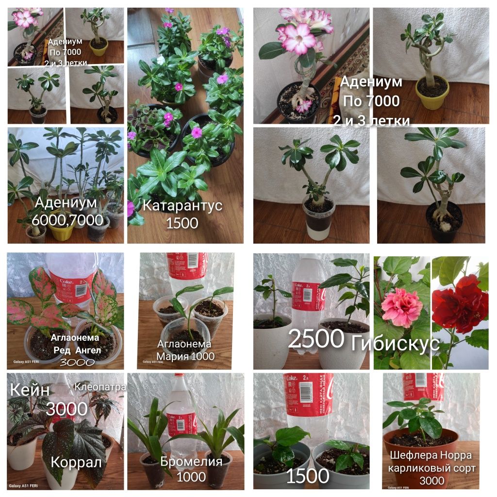 Распродажа цветов и растений для дома и сада