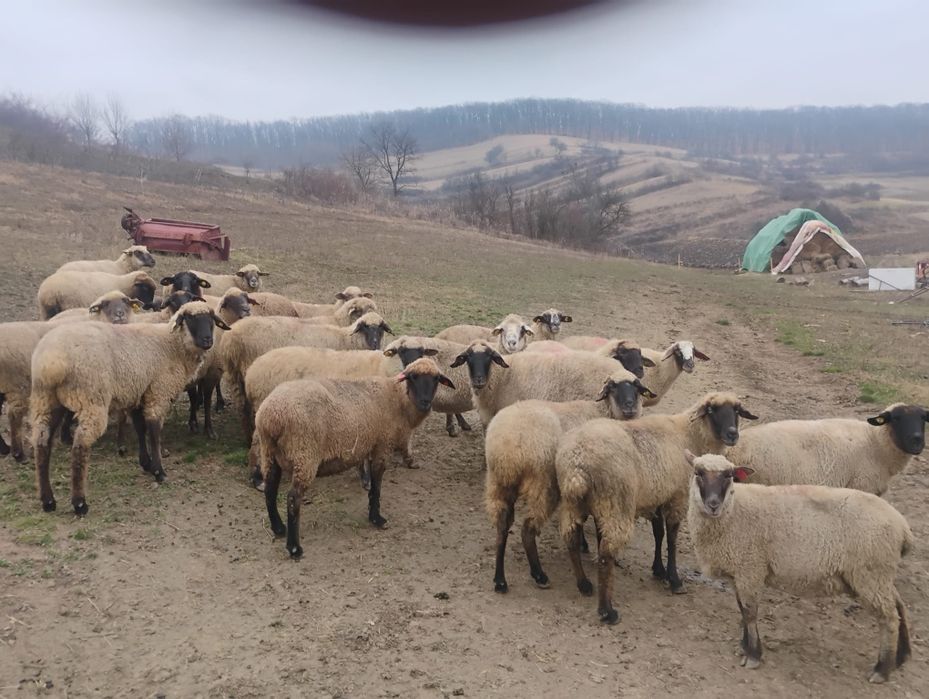 Vând oi tigai cu miei