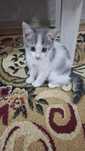 Котёнок отдам даром