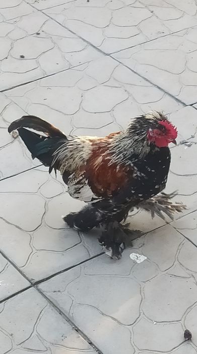 Карликовый петушок, "Бентамка"