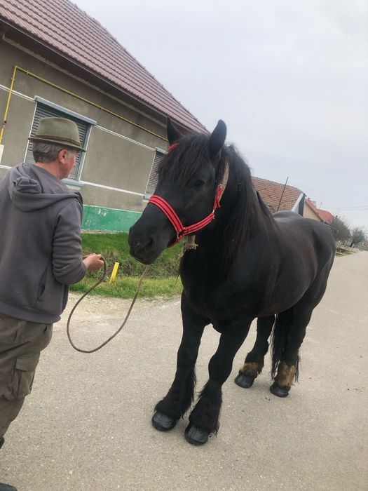 Vând Armăsar în vârstă de 4 ani