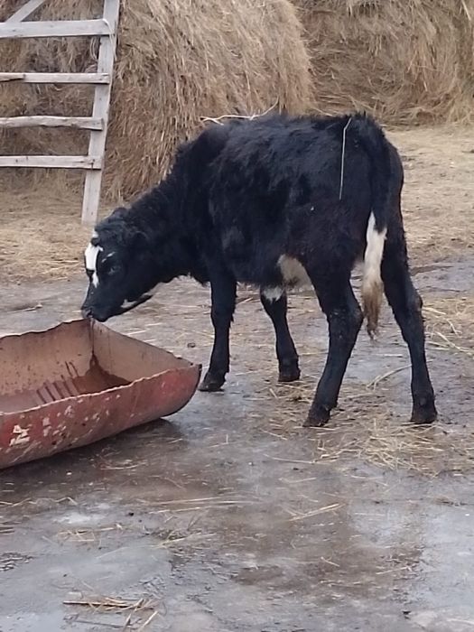 Обмен телочку на жабагы