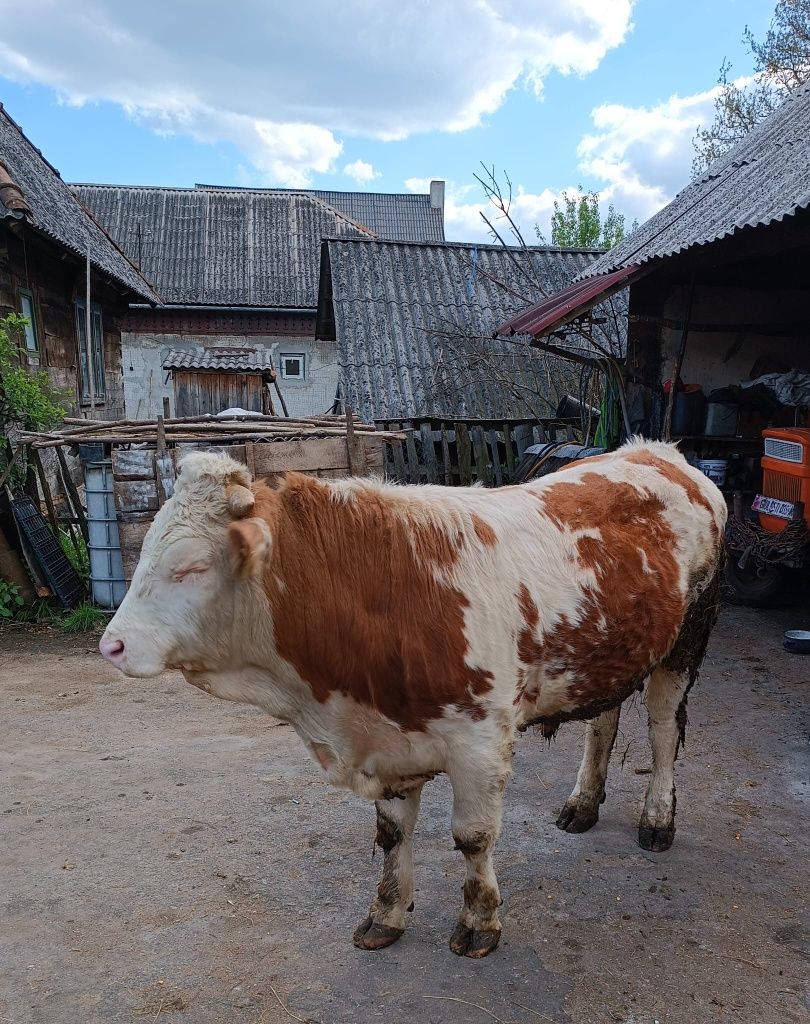 Vând taur de 1 an şi 3 luni