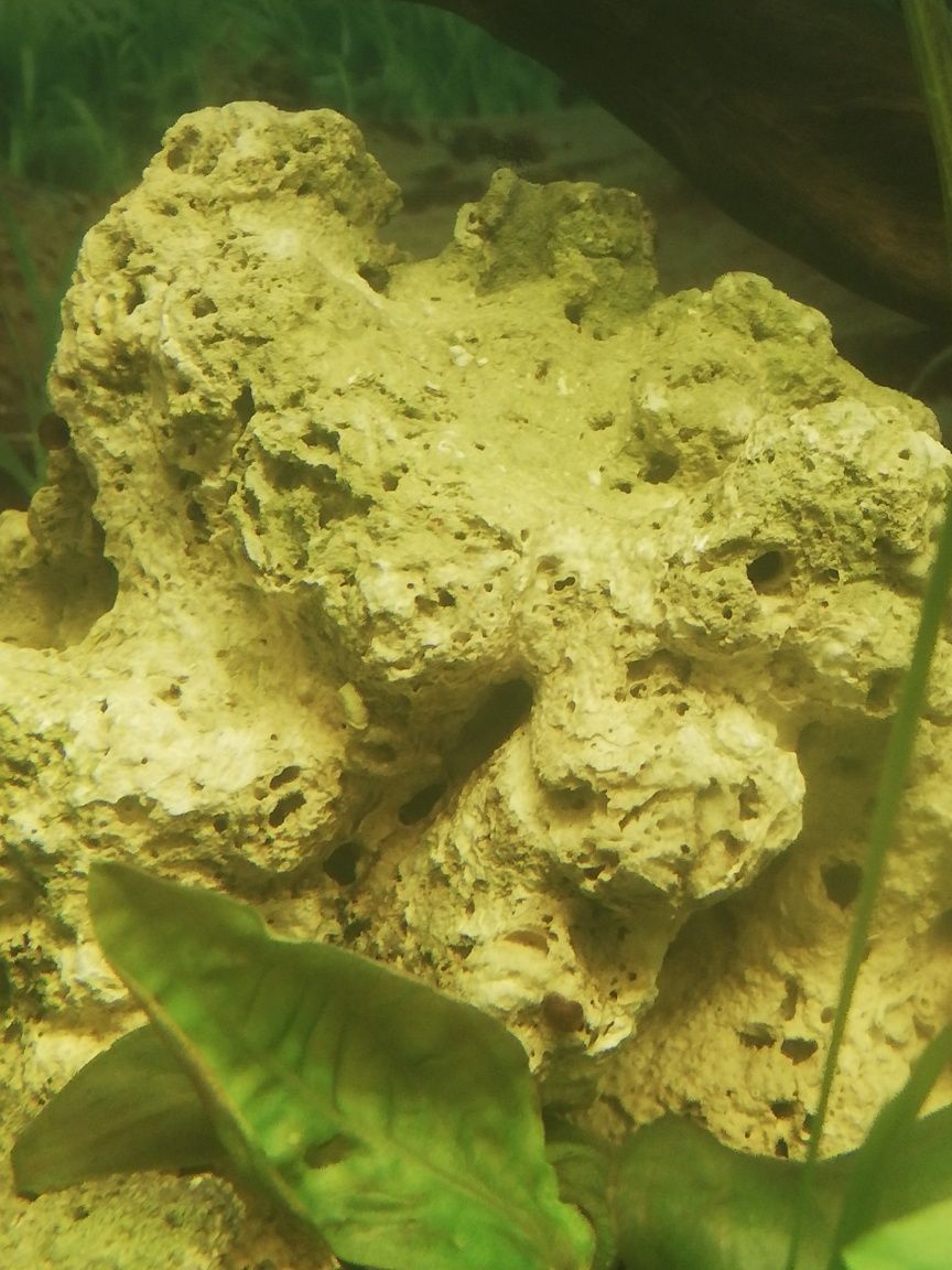 кораллы, песчаник в аквариум