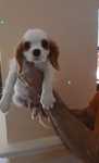 Cavalier king Charles spaniel